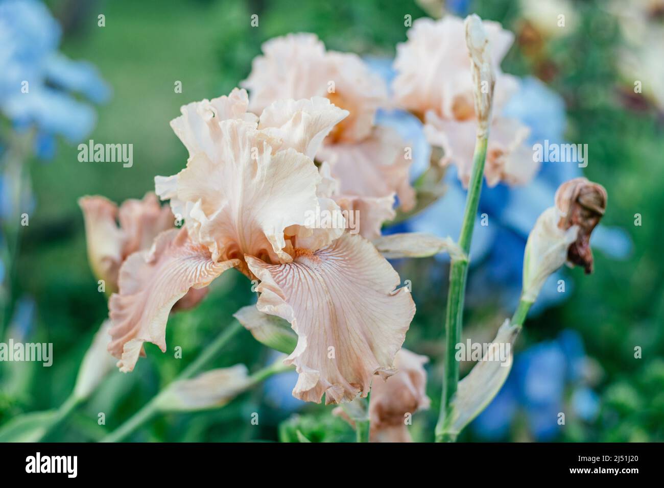 Prachtvoller Blütenstand aus zartrosa, pfirsichfarbenen Irisblüten mit welligen Blütenblättern, die im Garten blühen. Natur und Frühling, Garten- und Gartenbaukonzept Stockfoto