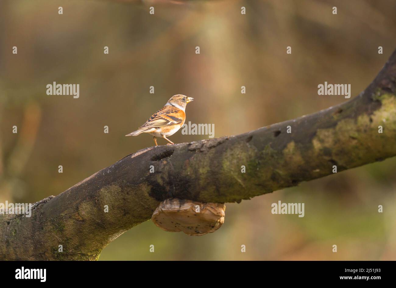 Weibliches Brambling (Fringilla montifringilla), das auf einem Ast thront. Perthshire, Schottland, Großbritannien. März 2022. Stockfoto