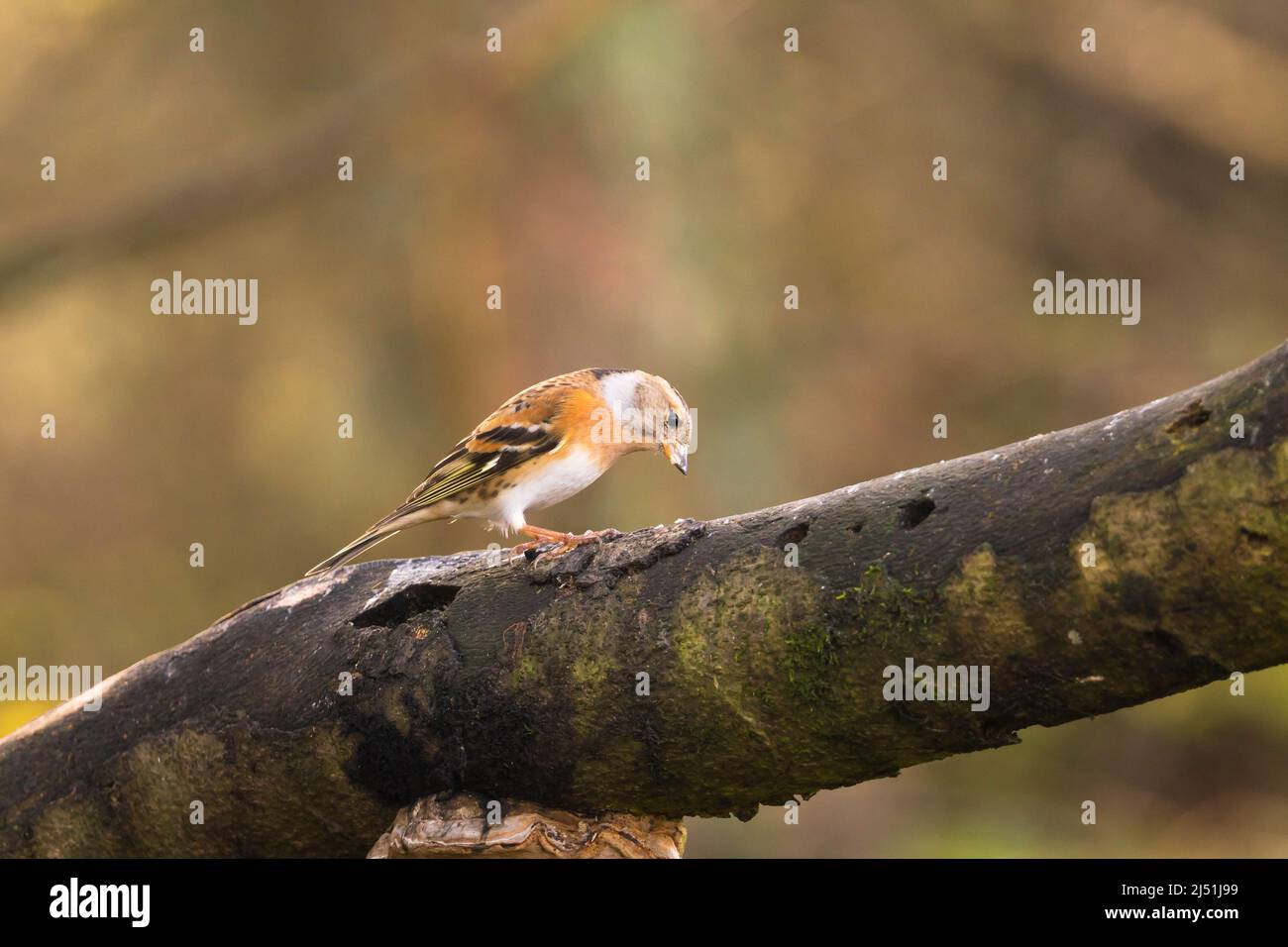 Weibliches Brambling (Fringilla montifringilla), das auf einem Ast thront. Perthshire, Schottland, Großbritannien. März 2022. Stockfoto