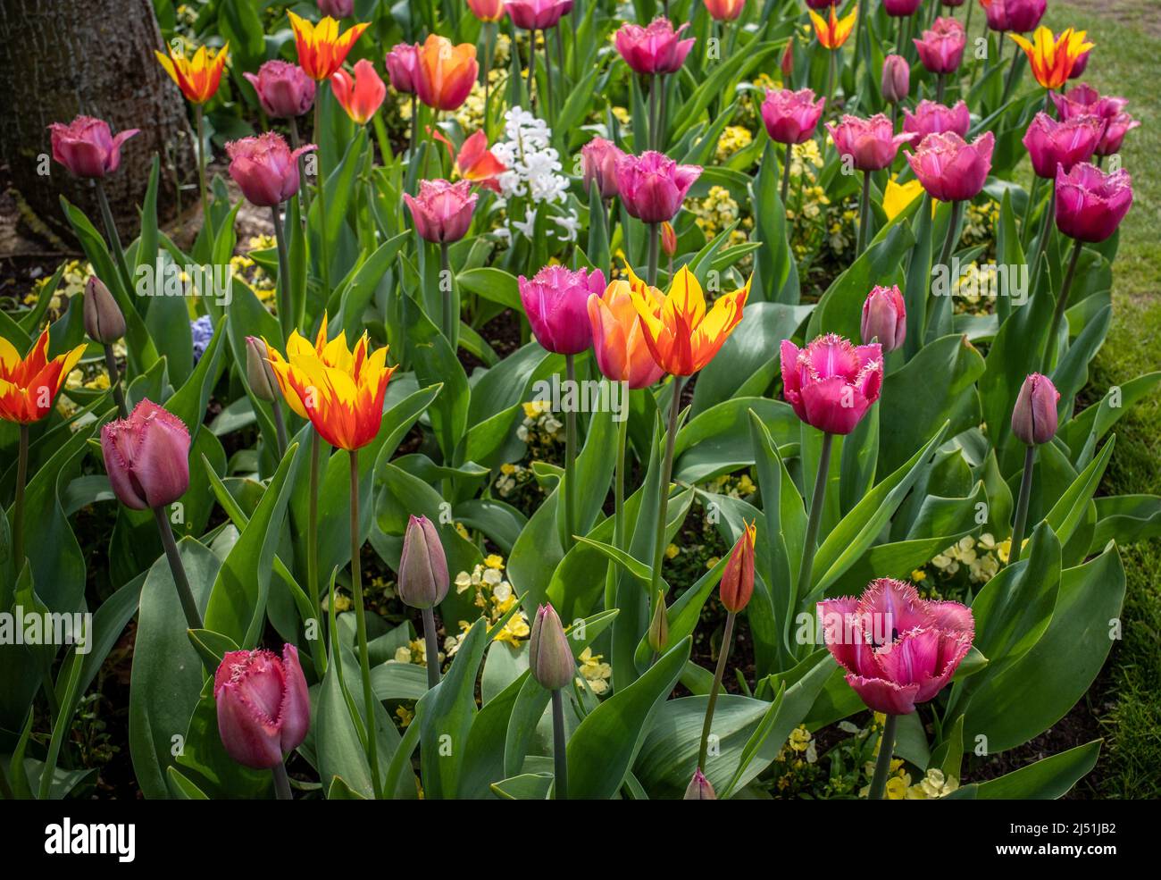 Ein farbenfrohes Bett aus bunten Tulpen mit offenen und geschlossenen Blütenköpfen. Stockfoto