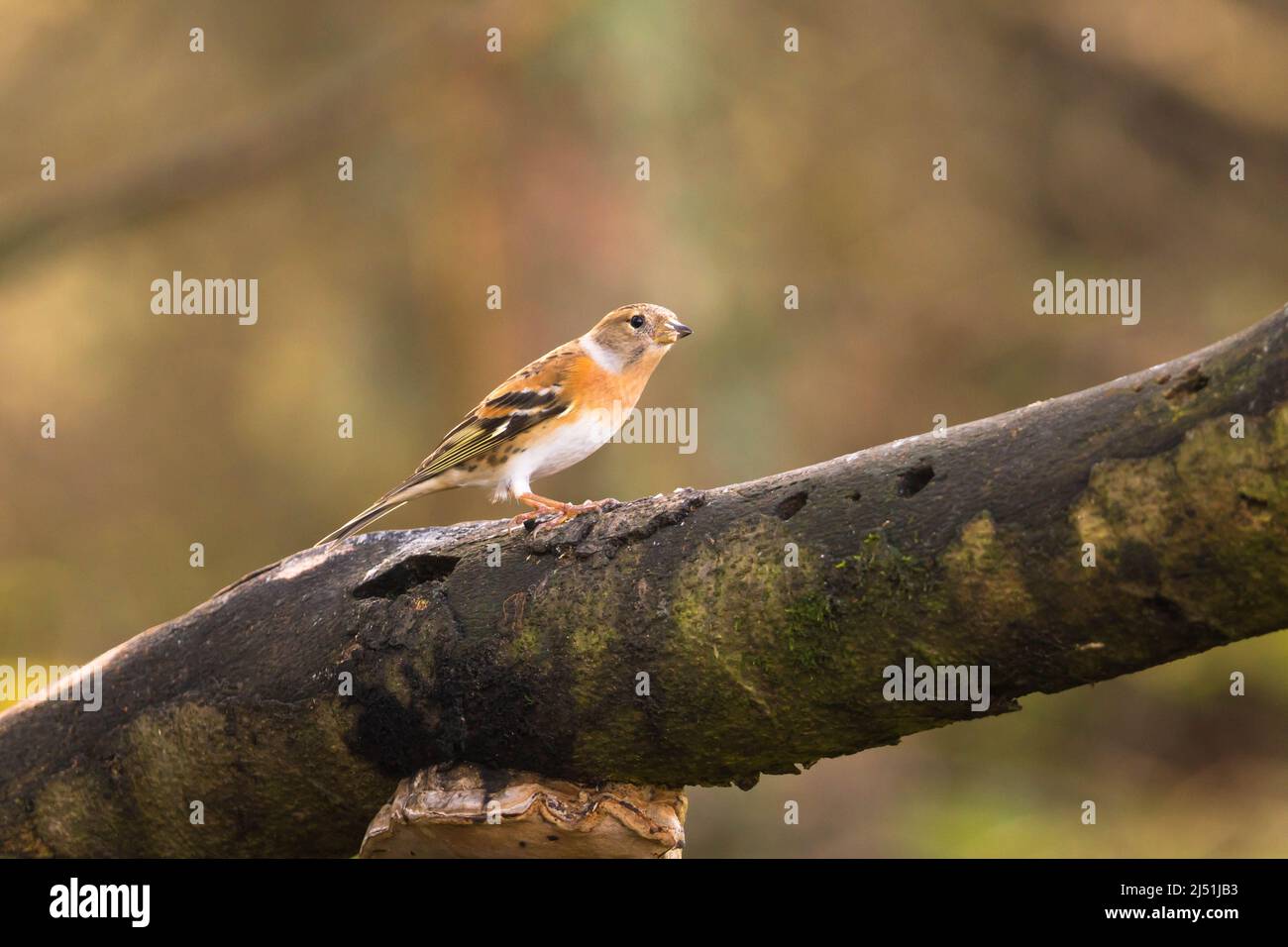 Weibliches Brambling (Fringilla montifringilla), das auf einem Ast thront. Perthshire, Schottland, Großbritannien. März 2022. Stockfoto