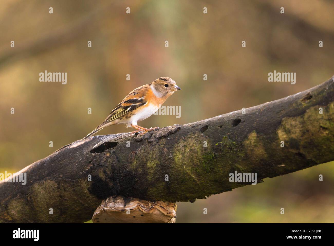 Weibliches Brambling (Fringilla montifringilla), das auf einem Ast thront. Perthshire, Schottland, Großbritannien. März 2022. Stockfoto
