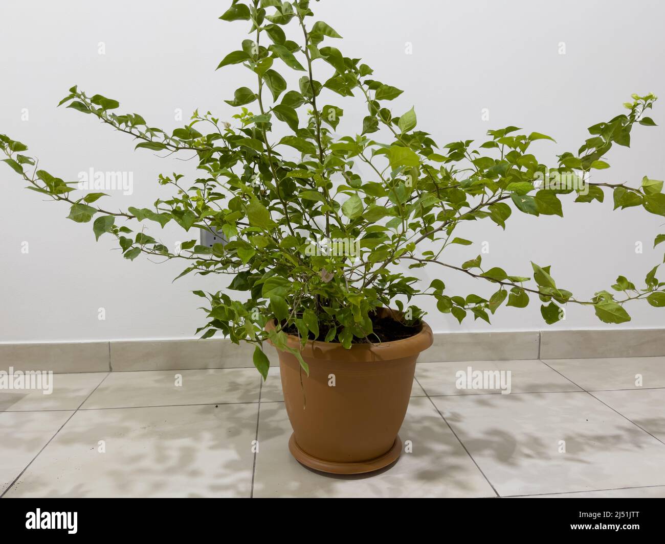 Bougainvillea Pflanze ohne Blumen in einem Pflanzentopf, der neu aus einem Kindergarten gekauft wurde. Stockfoto