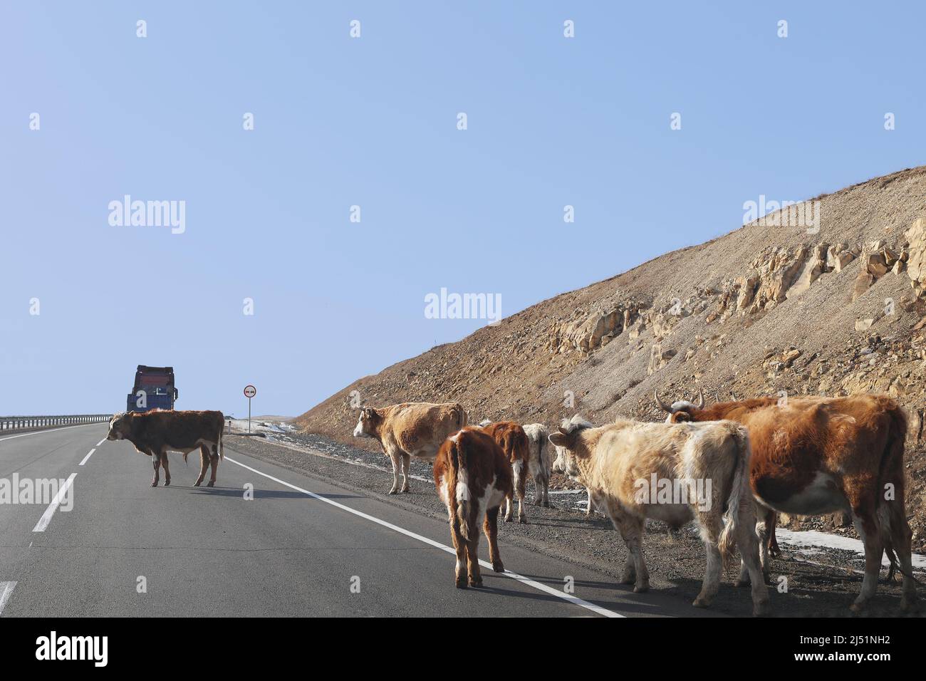 Eine kleine Herde Kühe überquert die Straße, auf der sich schwere Fahrzeuge bewegen Stockfoto