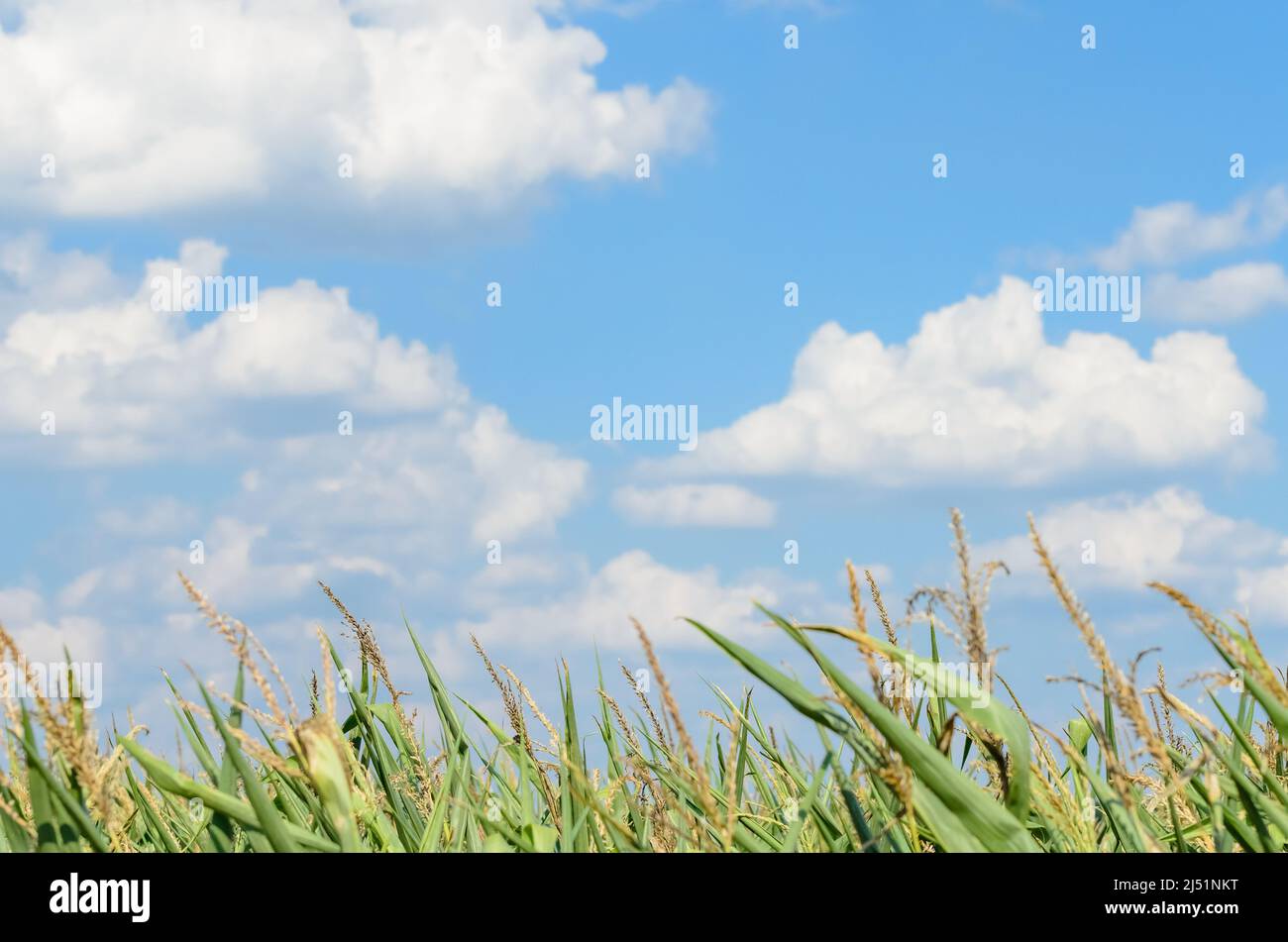 Maisernte zea mays feld Fotos und Bildmaterial in hoher Auflösung Alamy