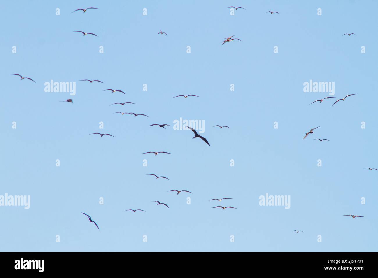 Fregatte Vogel am blauen Himmel des strandes von ipanema in Rio de Janeiro. Stockfoto Fregatte Vogel am blauen Himmel des strandes von ipanema in Rio de Janeiro. Stockfoto