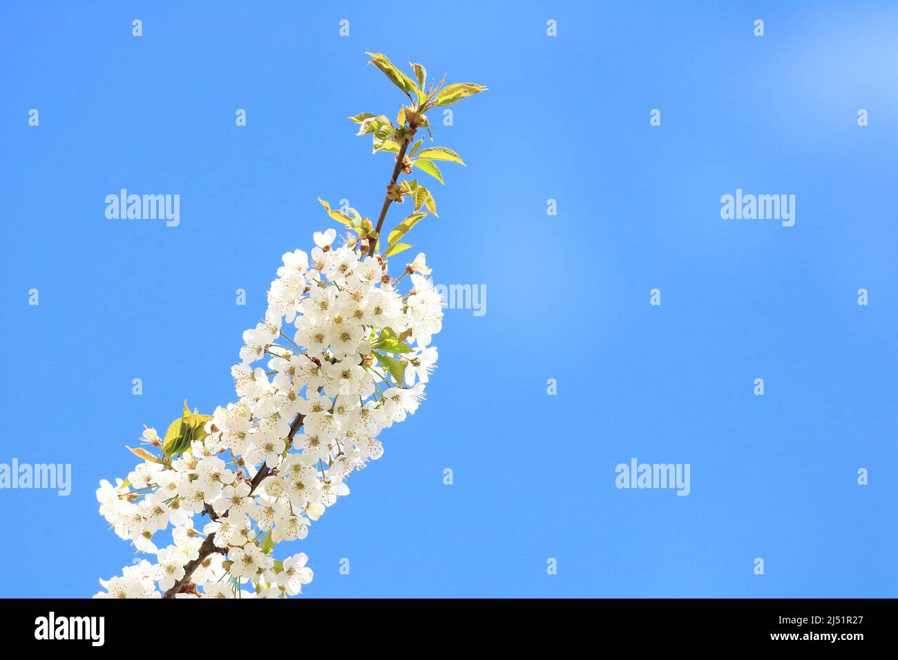 Kirschblütenbaum, blauer Himmel im Hintergrund Stockfoto