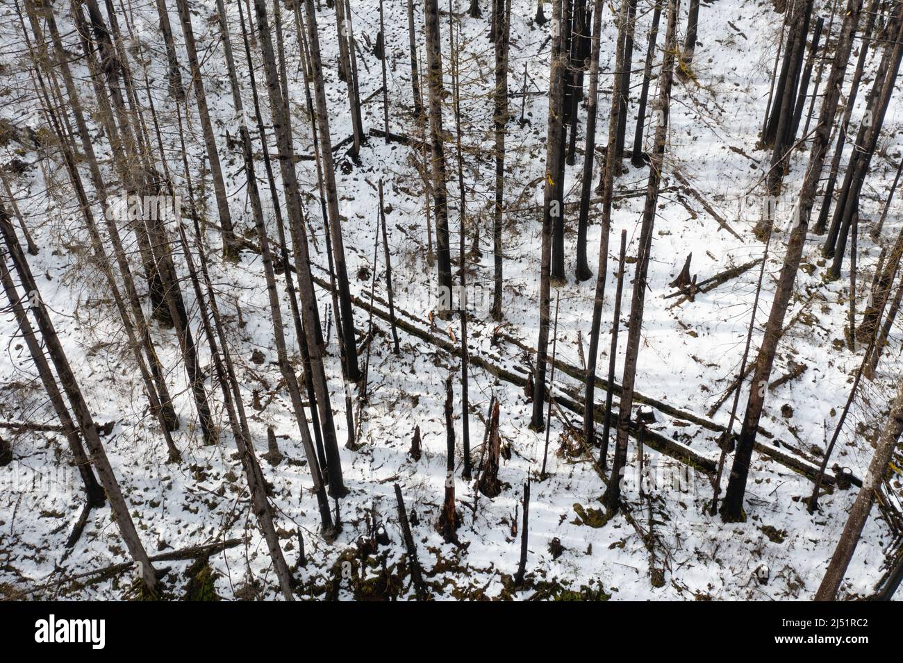 Eine Luftaufnahme zeigt einen schneebedeckten Wald im Norden von Oregon, der kürzlich durch einen Waldbrand beschädigt wurde. Stockfoto