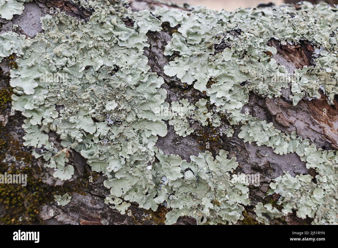 Hypogymnia physiodes. Flechten aus der Mönchsschaft. Flechten auf Baumzweig im Wald Nahaufnahme selektiver Fokus Stockfoto