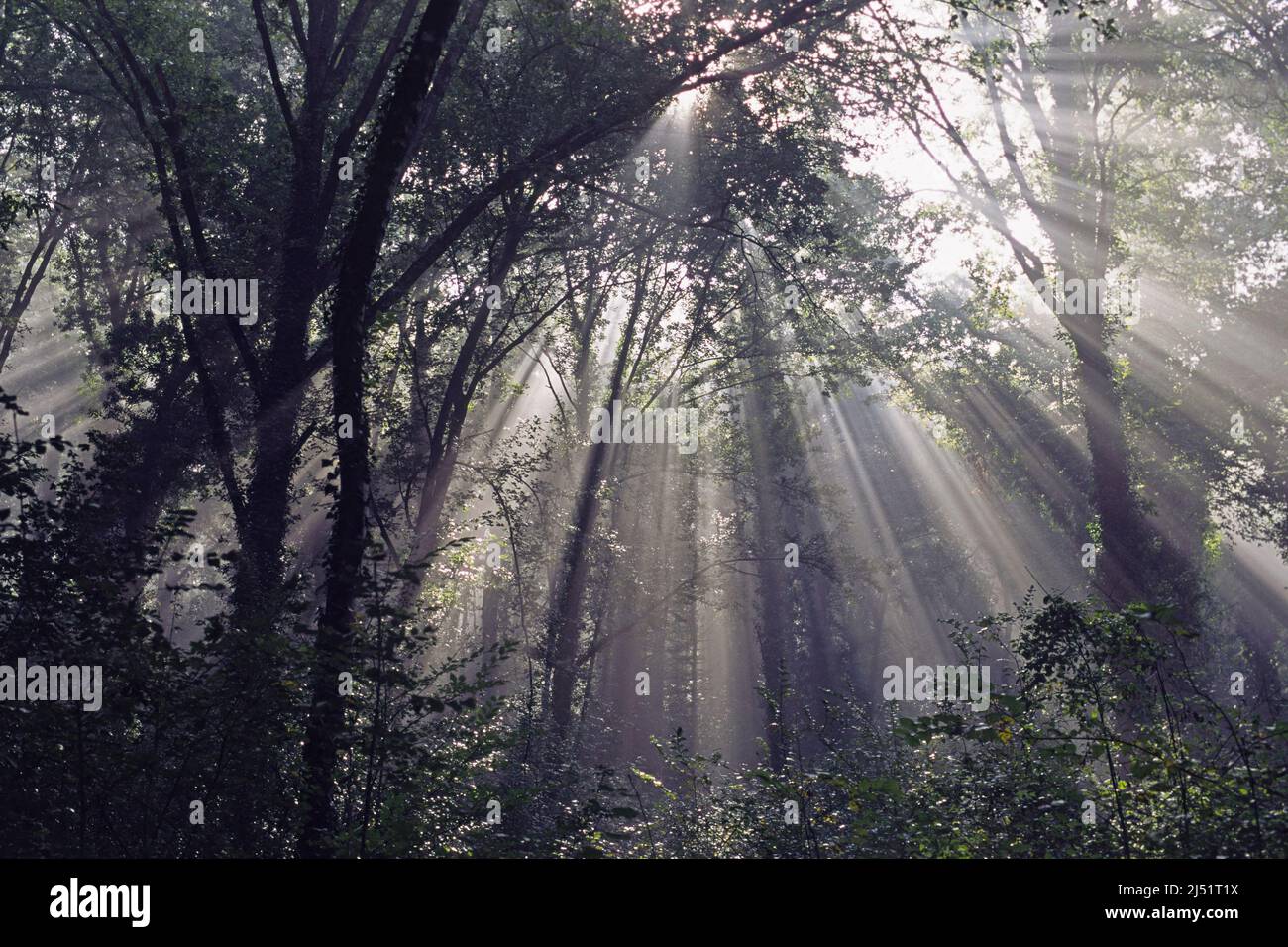 Lichtstrahlen filtern durch den Dunst in einem Holz Stockfoto