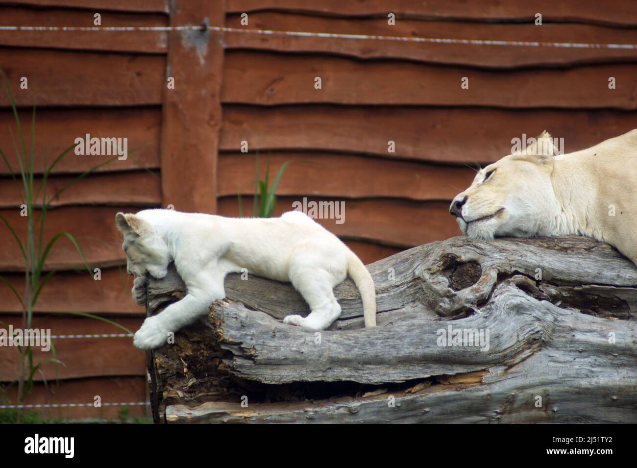 Liebe Mutter. Timbavati weiße Löwen sind die seltensten Unterarten von Löwen, gleich nach Tsavo Löwen. Sie vermehren sich in Gefangenschaft mit Schwierigkeiten. Stockfoto