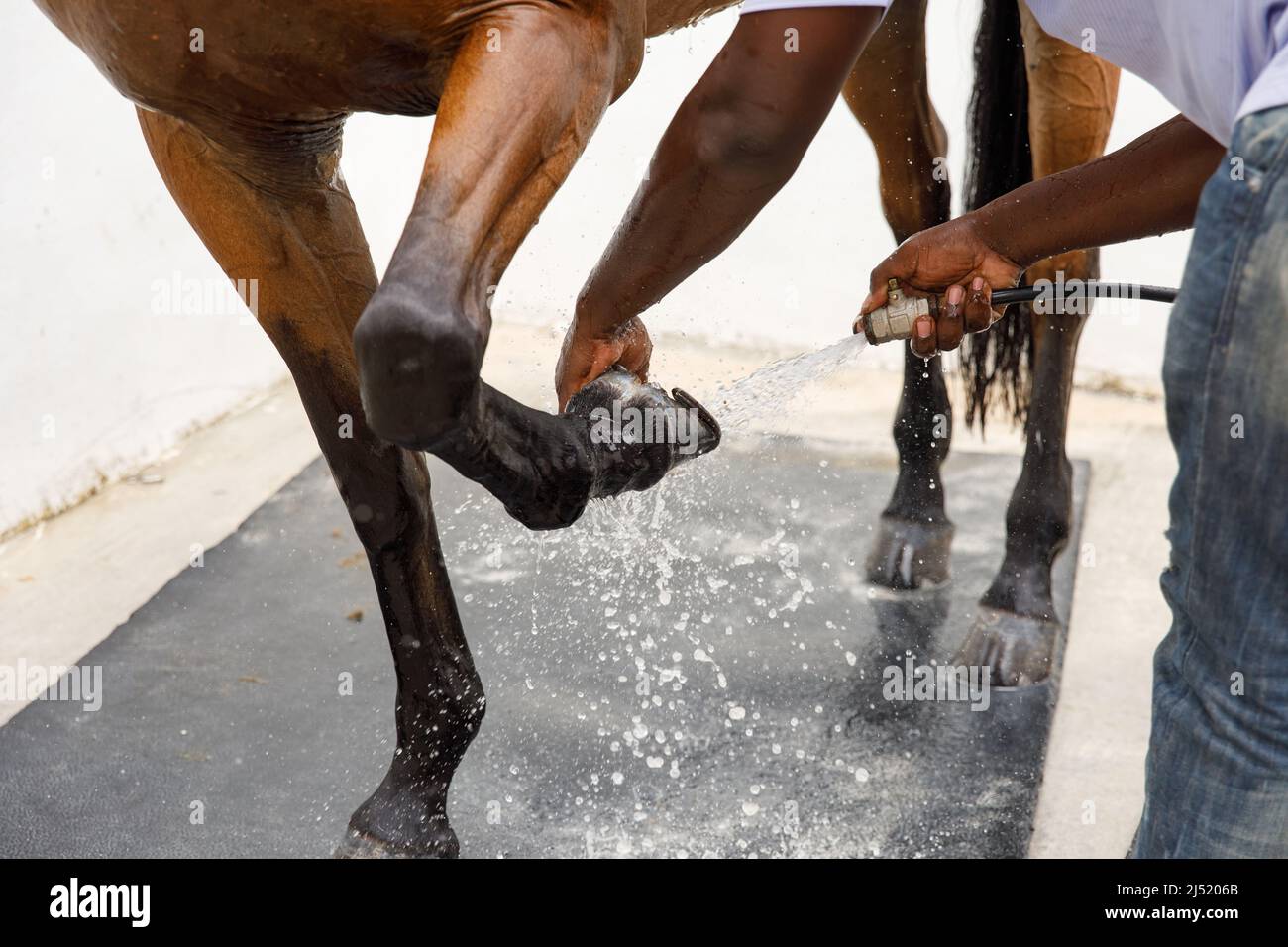 Pferdeportrait in Wasserstrahl. Pferdedusche im Stall Stockfoto