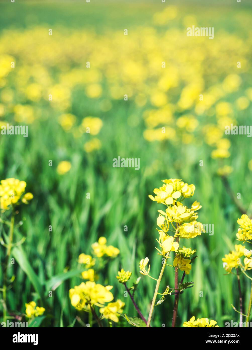 Die Frühlingslandschaft des Feldes der gelben Wildblumen. Hintergrund ist nicht scharf. Stockfoto