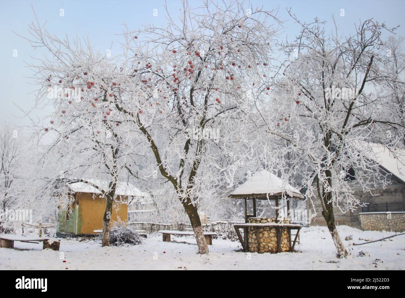 Milchäpfel auf dem Baum. Winterlandschaft. Stockfoto