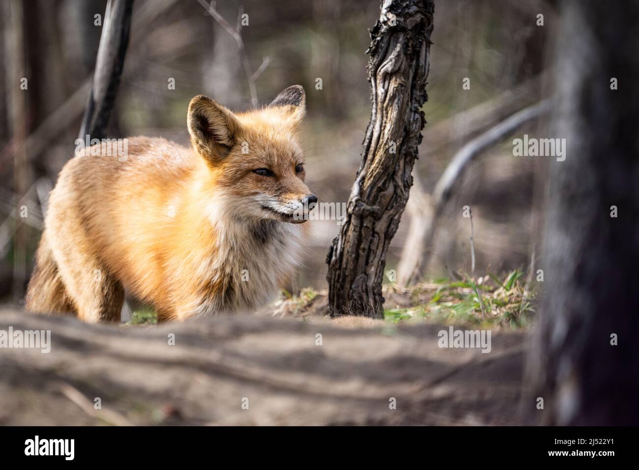 Erwachsener Rotfuchs, der seine Höhle im Frühling bewacht. Stockfoto