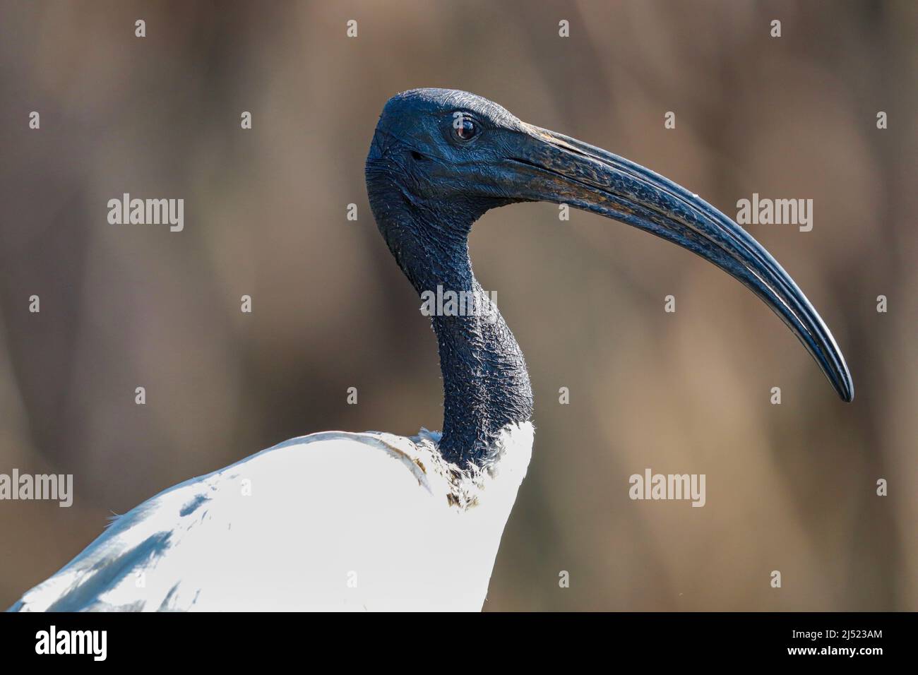 African Sacred Ibis, Kruger National Park, Südafrika Stockfoto