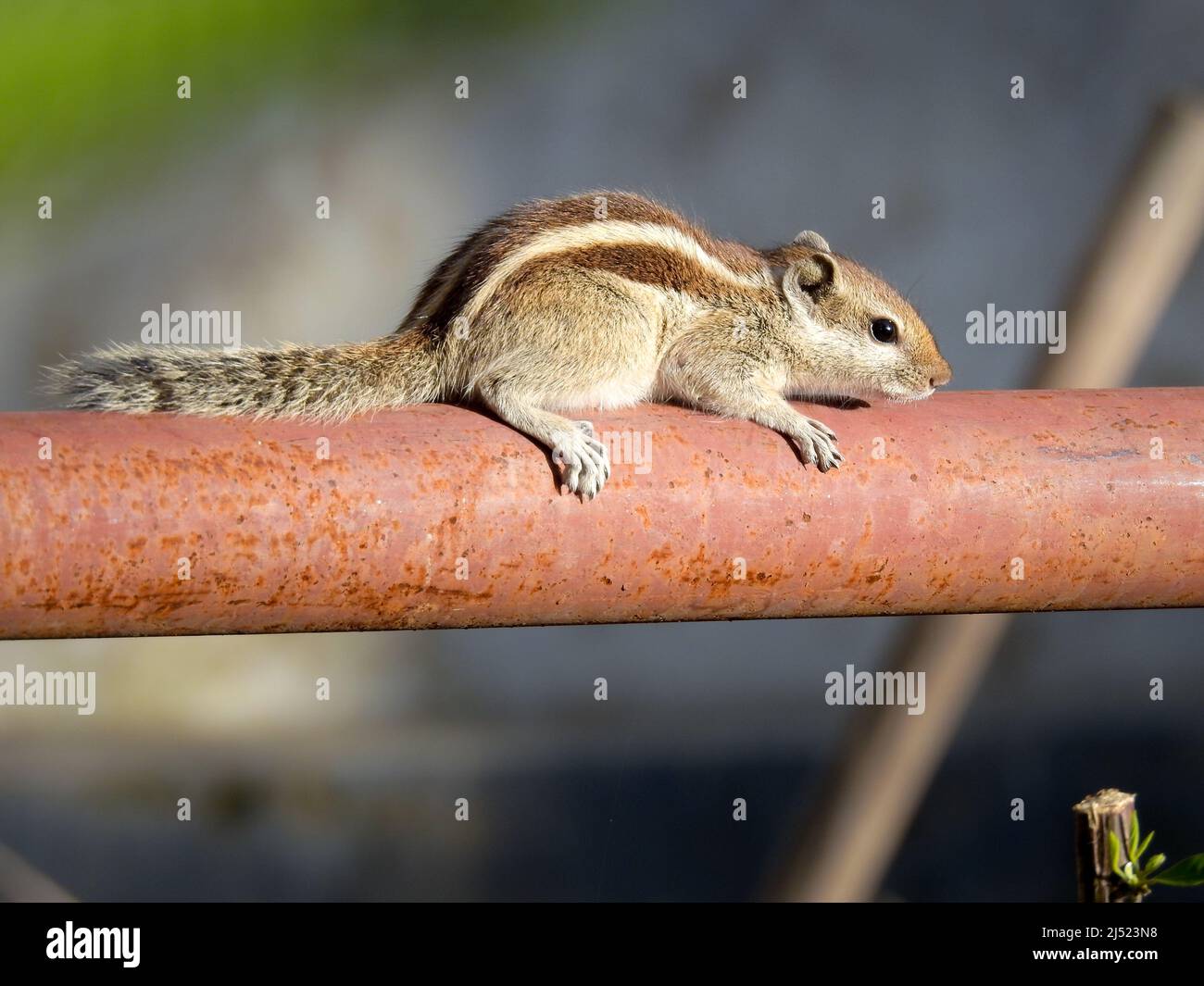 Eine Ganzkörperaufnahme des indischen Palmhörnchens (Funambulus palmarum), auch drei gestreifte Eichhörnchen genannt. Stockfoto