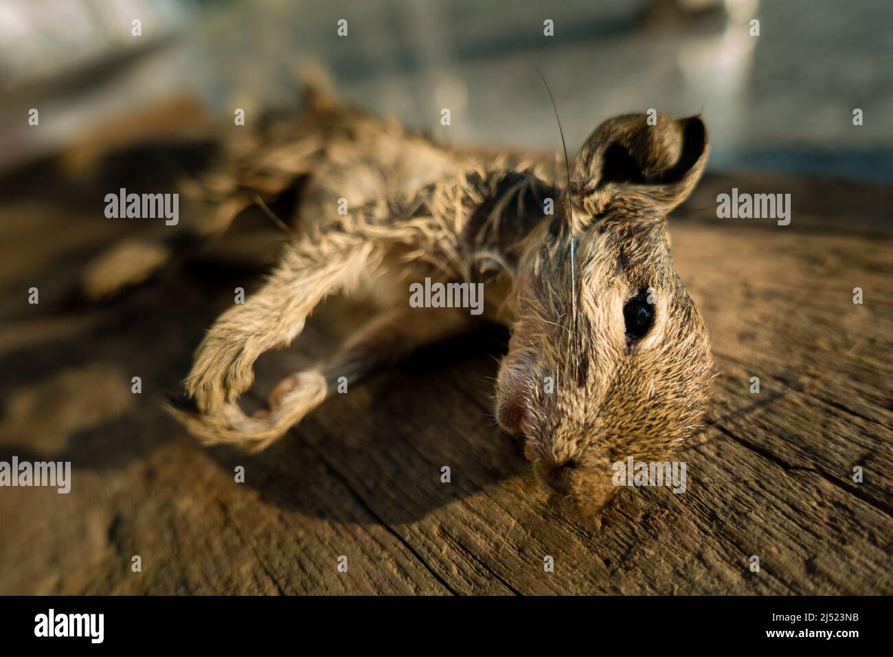 Ein indisches Palmenhörnchen (Funambulus palmarum), das tot auf einem Holzblock liegt. Stockfoto