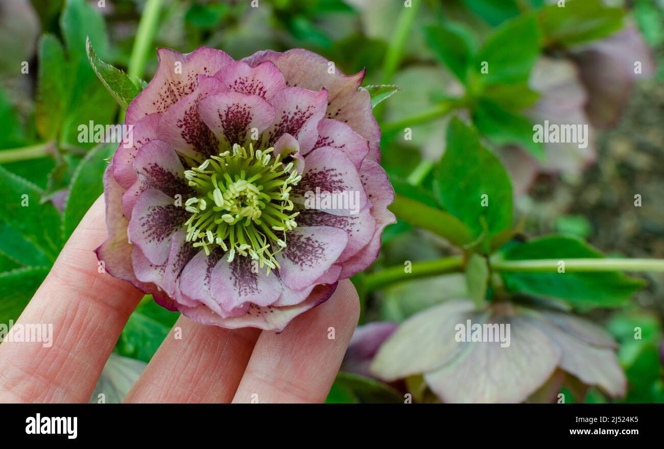 Helleborus x hybridus Double Ellen Pink Blühend in Polen. Stockfoto