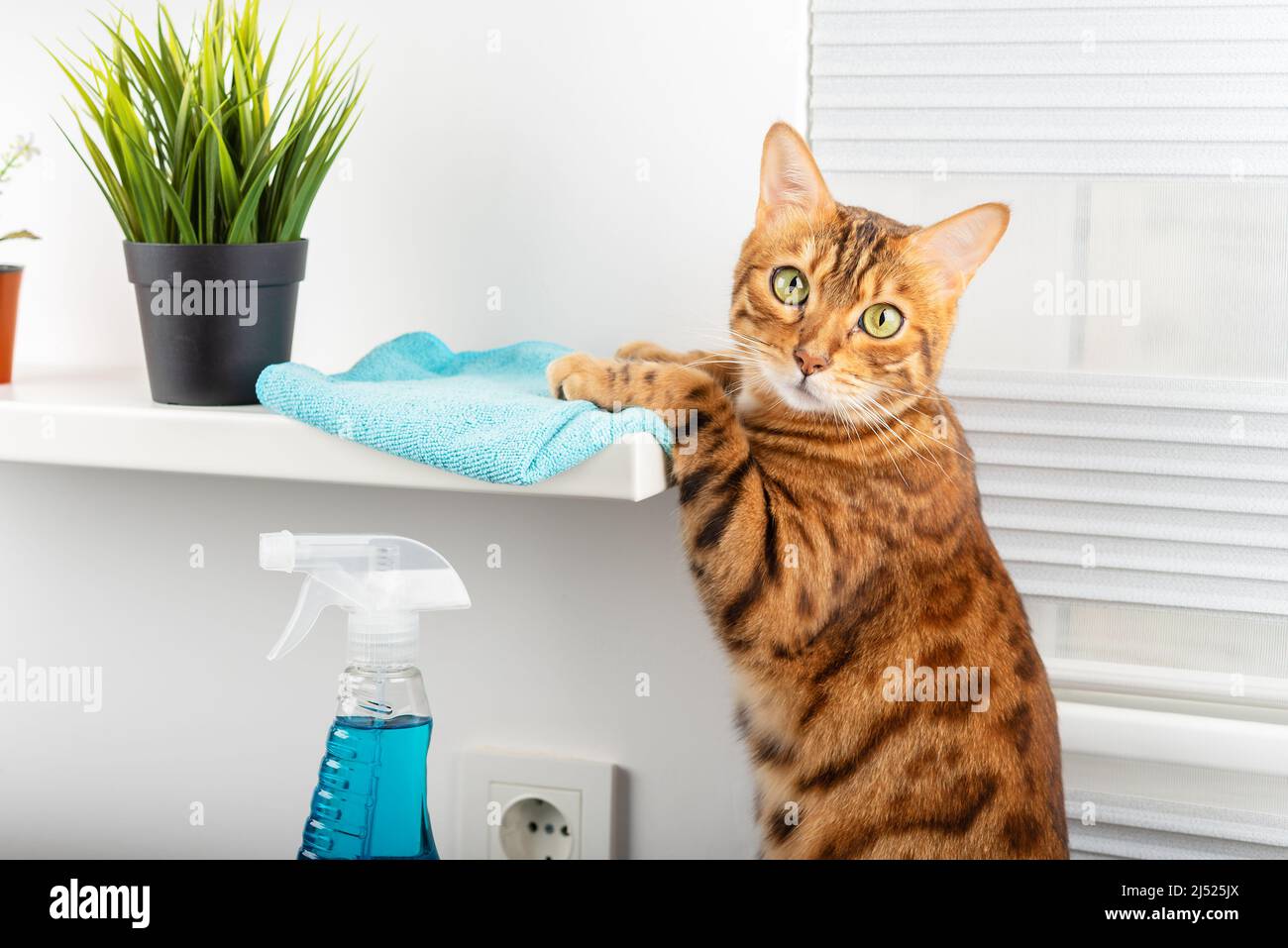 Lustige Katze Hausfrau Reinigung eines Regals, Dekorelemente, einen Lappen und einen Reiniger. Stockfoto