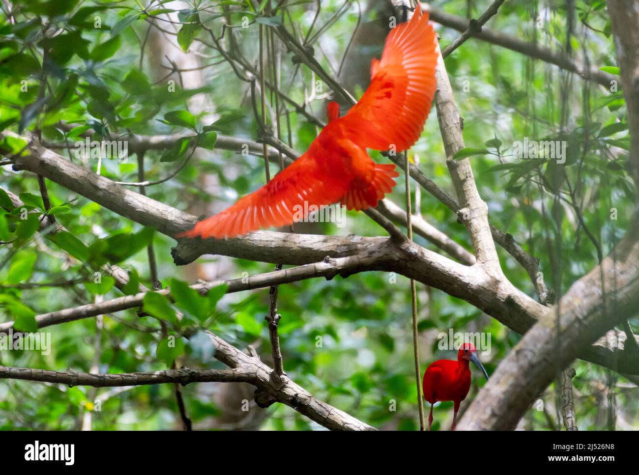 Schöne rote scharlachrote Ibis, Eudocimus ruber, in ihrem natürlichen Lebensraum, Mangrovenwald in Caroni, Trinidad, Westindien. Nationalvogel Trinidad Tobago Stockfoto