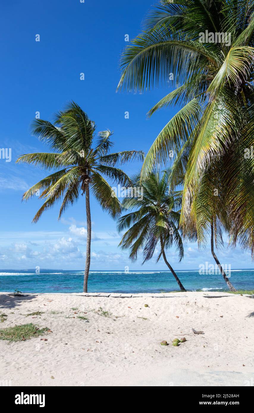 Palmen am Strand, Grande-Terre, Guadeloupe, kleine Antillen, Karibik. Stockfoto
