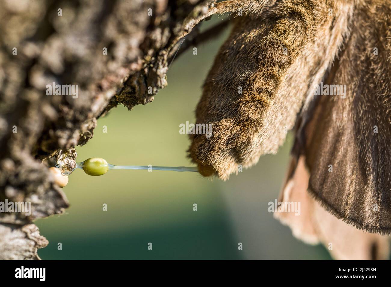 Macrothylacia rubi, die Fuchsmotte, ist ein Lepidopteran aus der Familie Lasiocampidae, Weibchen legt Eier. Stockfoto