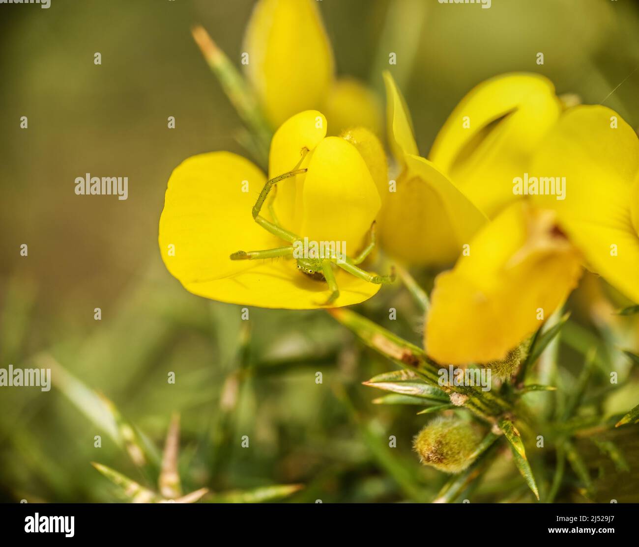 Diaea dorsata hängt kopfüber im Netz. Grüne Krabbenspinne, Großbritannien, April. Stockfoto