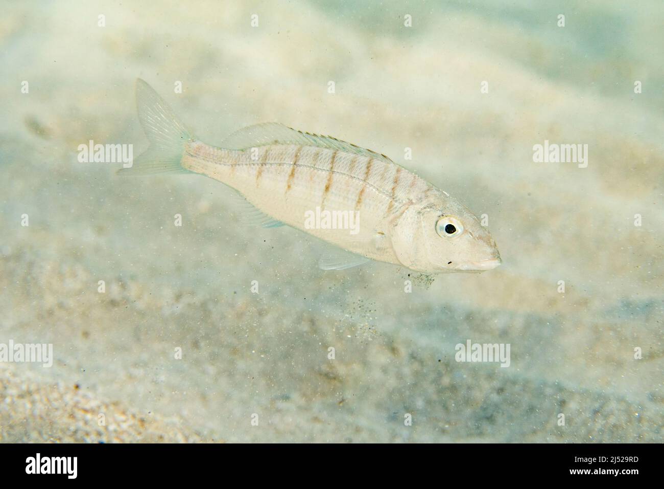 Die Sandsteenbras oder gestreifte Seebream (Lithognathus mormyrus) ist eine Art von Meeresfischen aus der Familie der Sparidae. Stockfoto