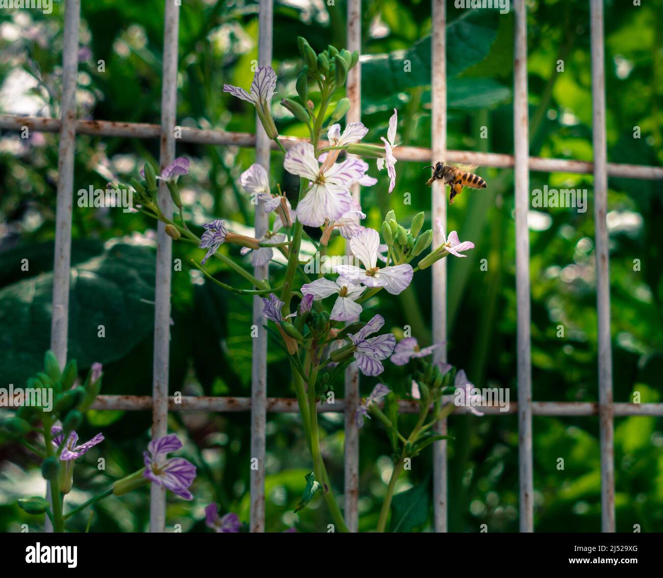 Eine Nahaufnahme einer asiatischen Honigbiene auf weißen Blumen in einem Garten. APIs cerana, die östliche Honigbiene, asiatische Honigbiene oder asiatische Honigbiene. Stockfoto