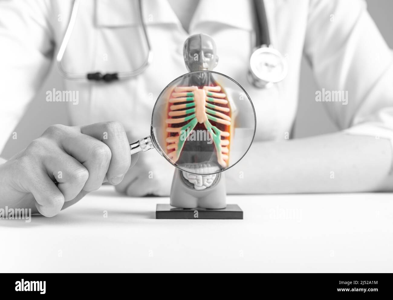 Doktor vergrößert mit Lupenrippen im 3D menschlichen Modell. Anatomiestudium, medizinische Ausbildung, Atemsystem und Atemlernkonzept. Frau mit Stethoskop im Laborkittel am Tisch sitzend. Foto Stockfoto