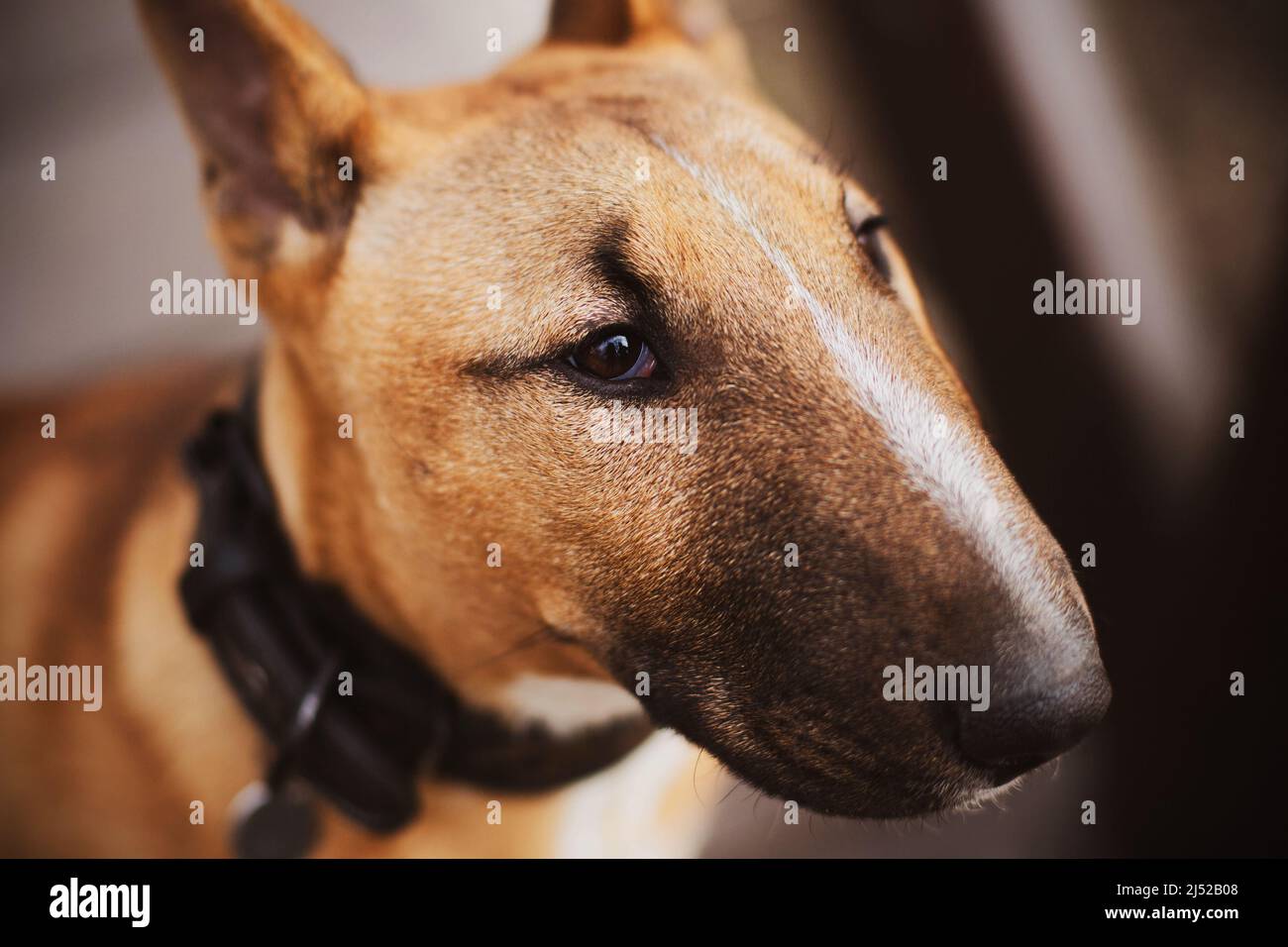 Porträt eines schönen Ingwer-Welpen Miniatur-Bullen Terrier mit einem Kragen um den Hals. Ein Haustier. Stockfoto