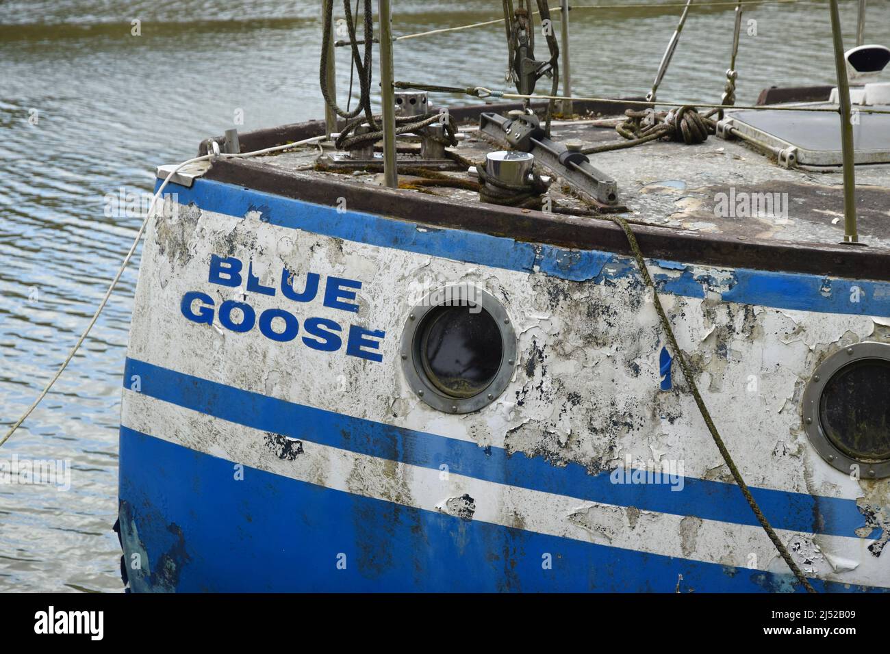 Blaue Gans, verlassene Boote, england Stockfoto