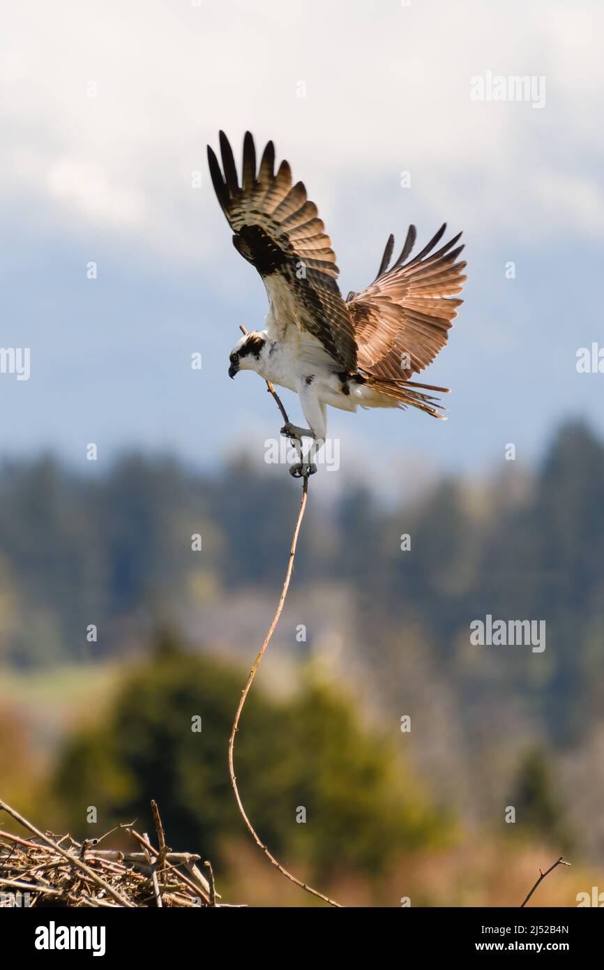 Ein Ospray flyt, während er einen langen Stock in seinen Krallen hält, um das Nest zu erweitern Stockfoto