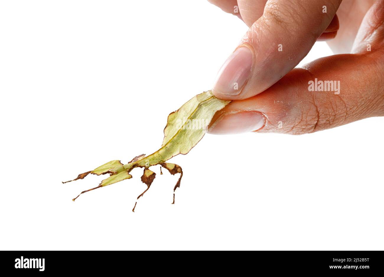 Stecken Sie Insekt vor weißem Hintergrund Stockfoto