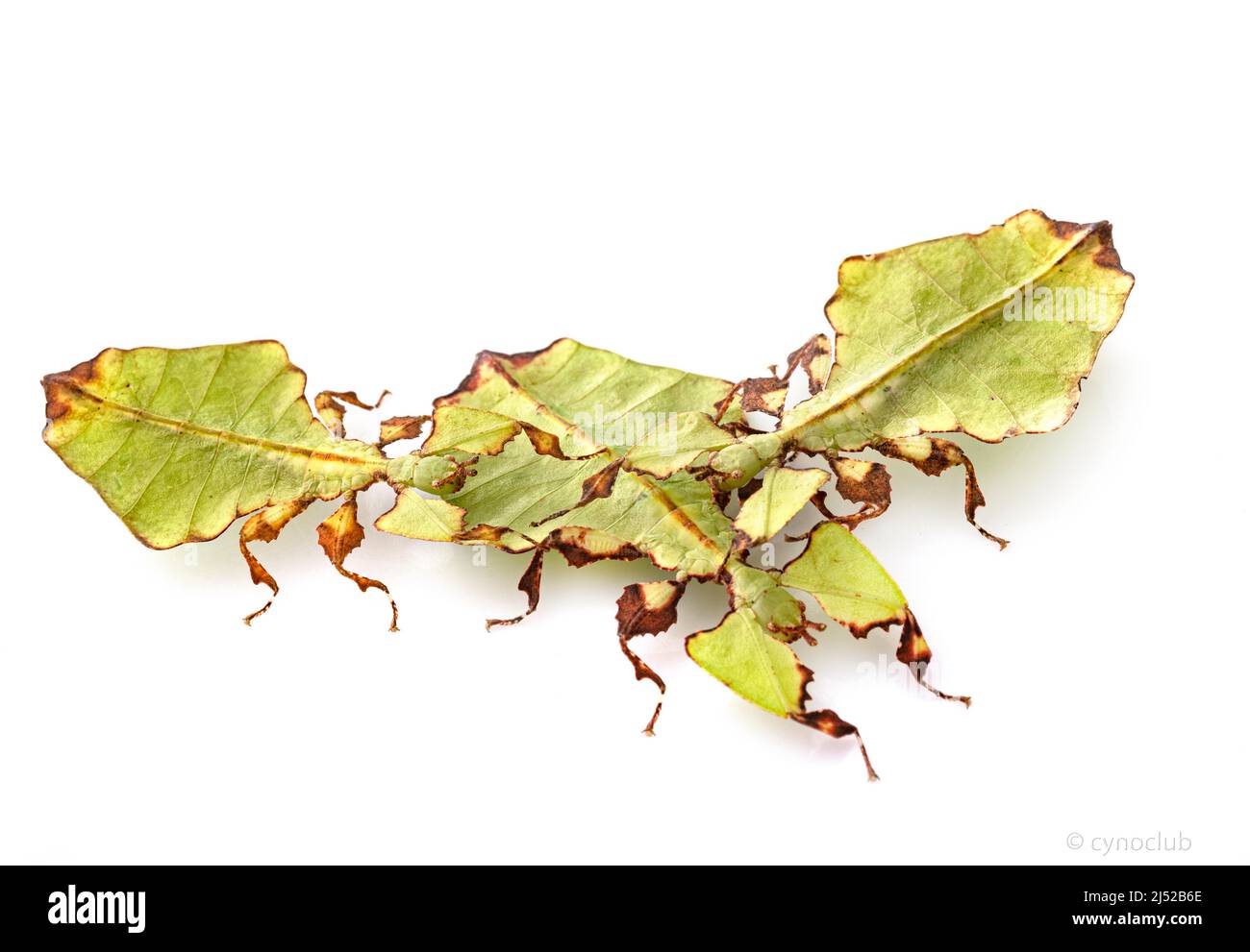 Stecken Sie Insekt vor weißem Hintergrund Stockfoto
