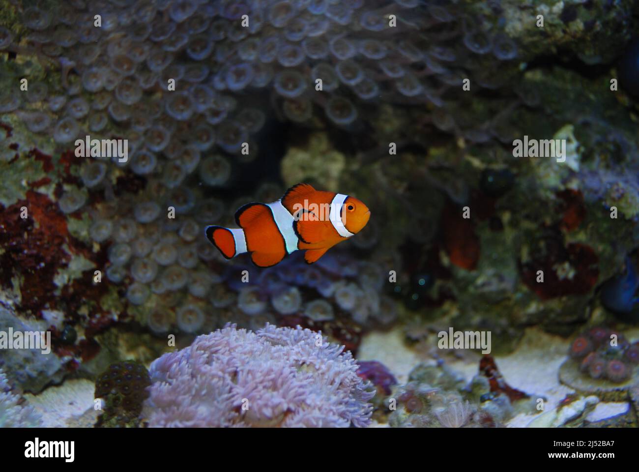 Clownfische in einem Meerwasser-Riffaquarium Stockfoto