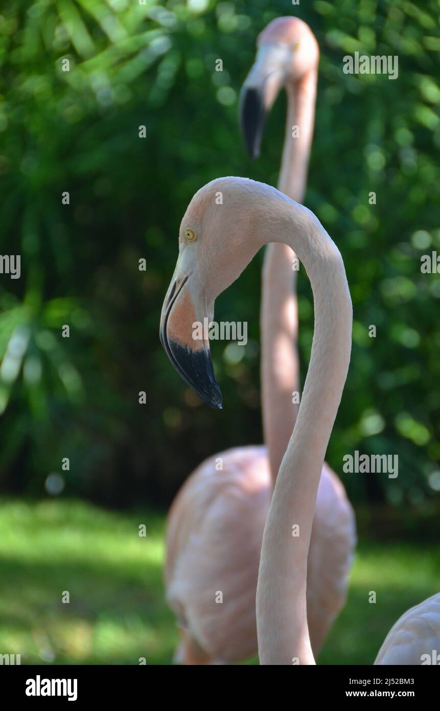Rosa Flamingos im park Stockfoto