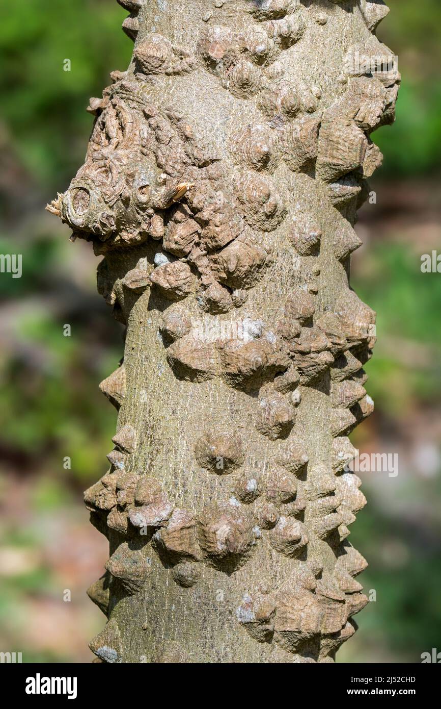 Chinesischer Pfeffer / Chinesische Stachelasche / flache Stachelasche (Zanthoxylum simulans), Nahaufnahme von Stacheln auf Baumstamm, aus China und Taiwan Stockfoto