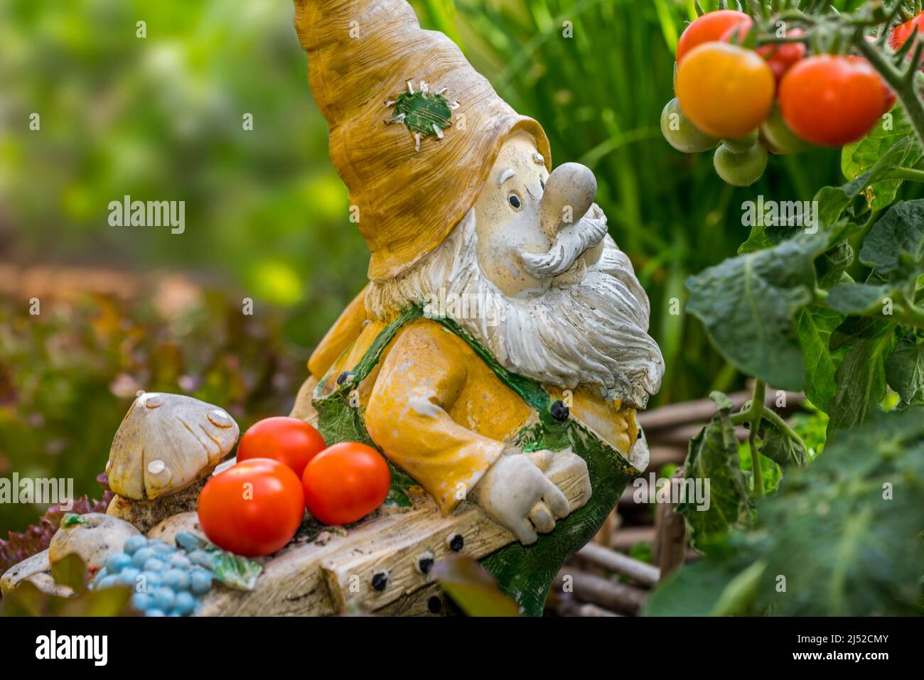 Gartenzwerg Ornament Figur mit Schubkarre unter verschiedenen Arten von Salat und Gemüse in quadratischen Fuß Garten im Frühjahr Stockfoto