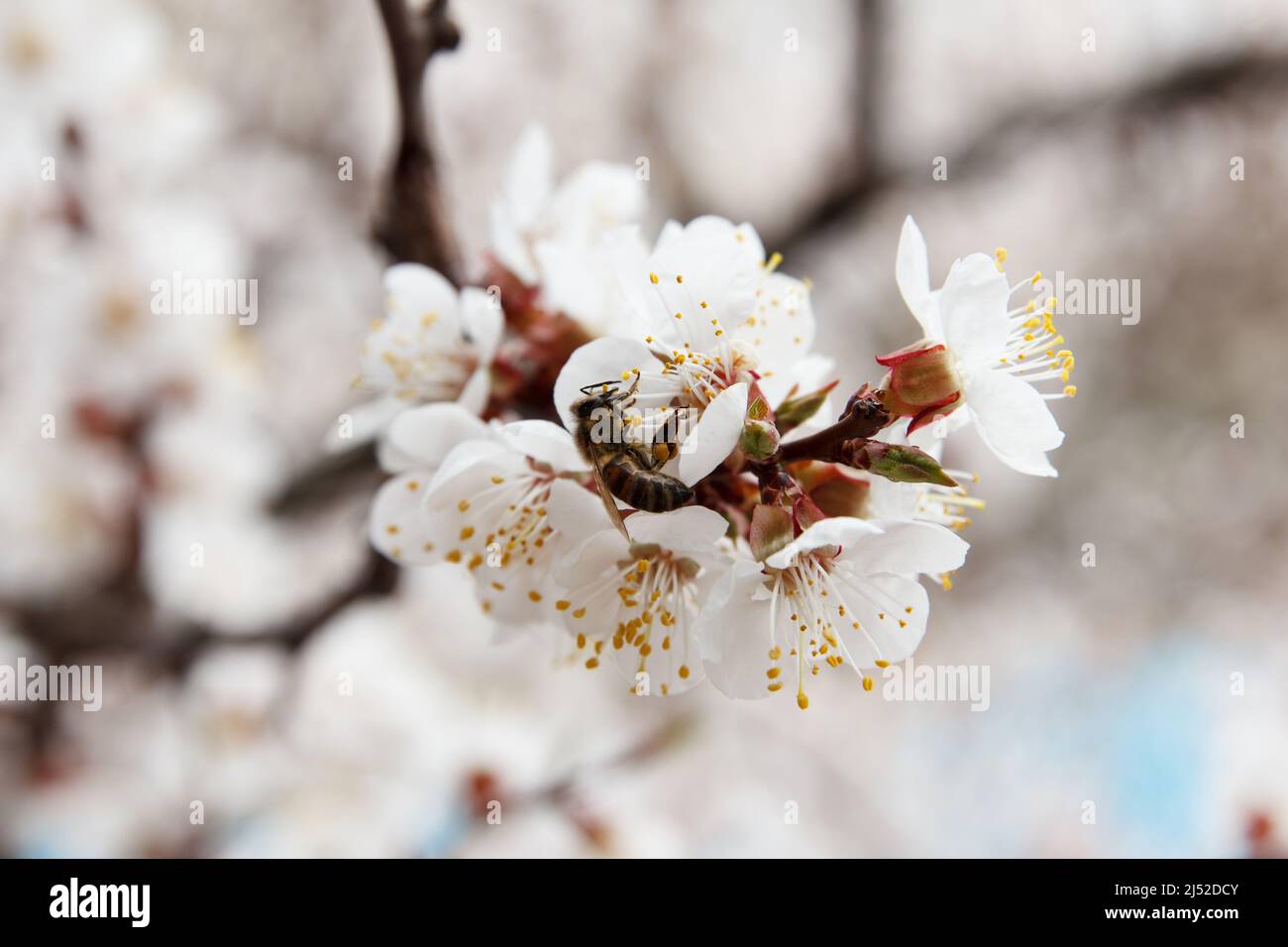Aprikosenobstbaum blüht im Frühjahr mit weißen Blüten, und Bienen bestäuben und sammeln Blütenpollen Stockfoto