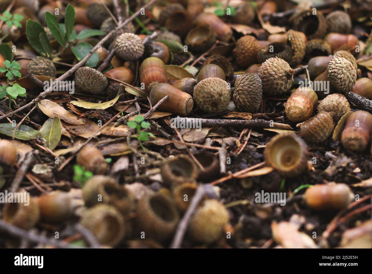 Eine Herbstszene mit gefallenen Eicheln, Zweigen und Blättern Stockfoto