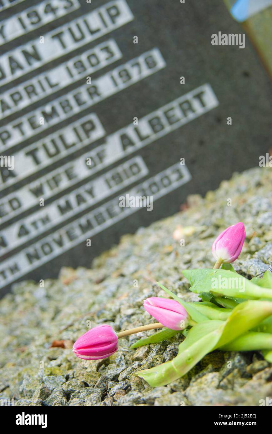 Tulpenblüten auf einem Grab von jemandem mit dem Nachnamen „Tulip“. Stockfoto