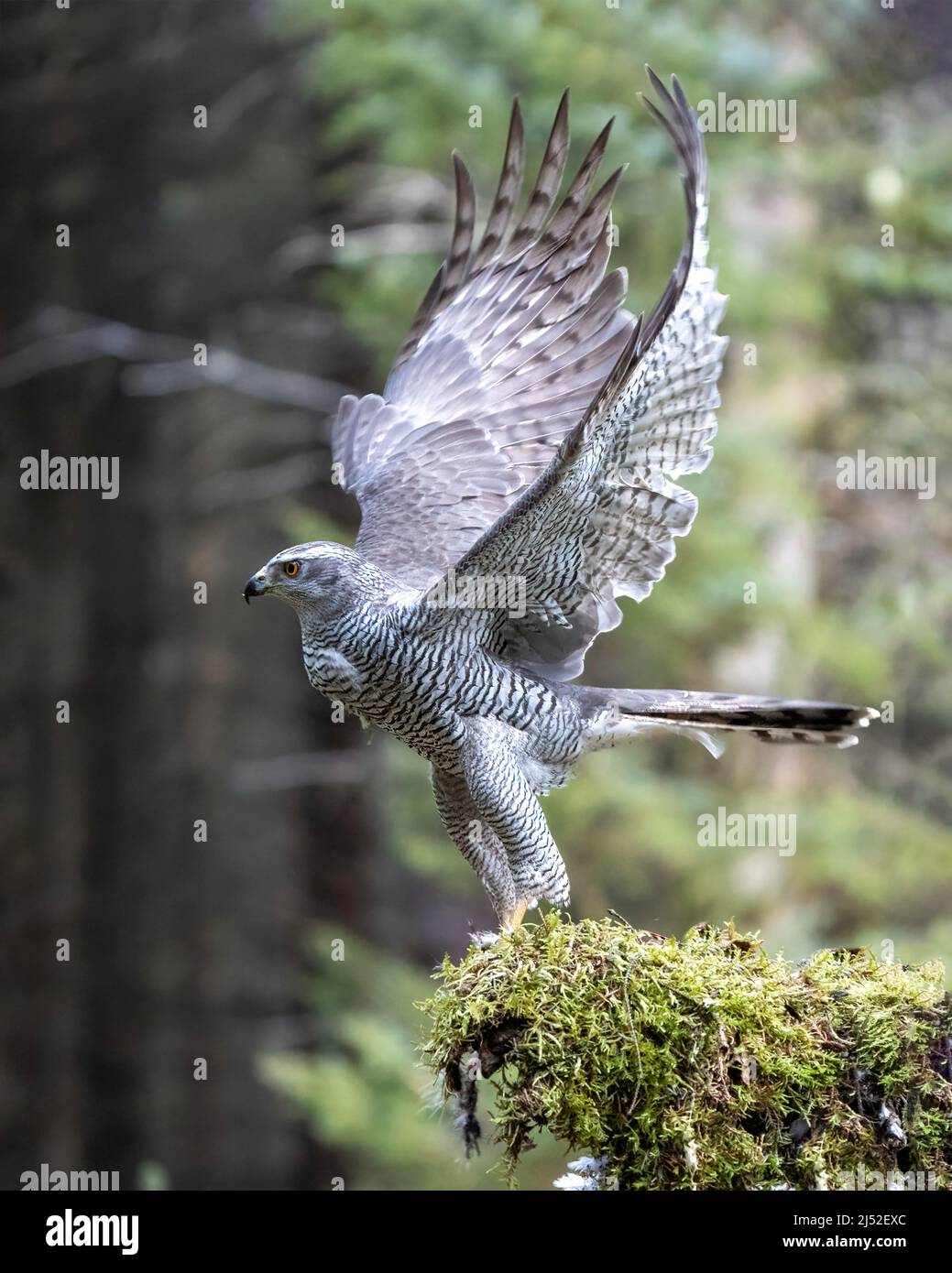 Goshawk (Accipiter gentilis), der die Flucht ergattern wird Stockfoto