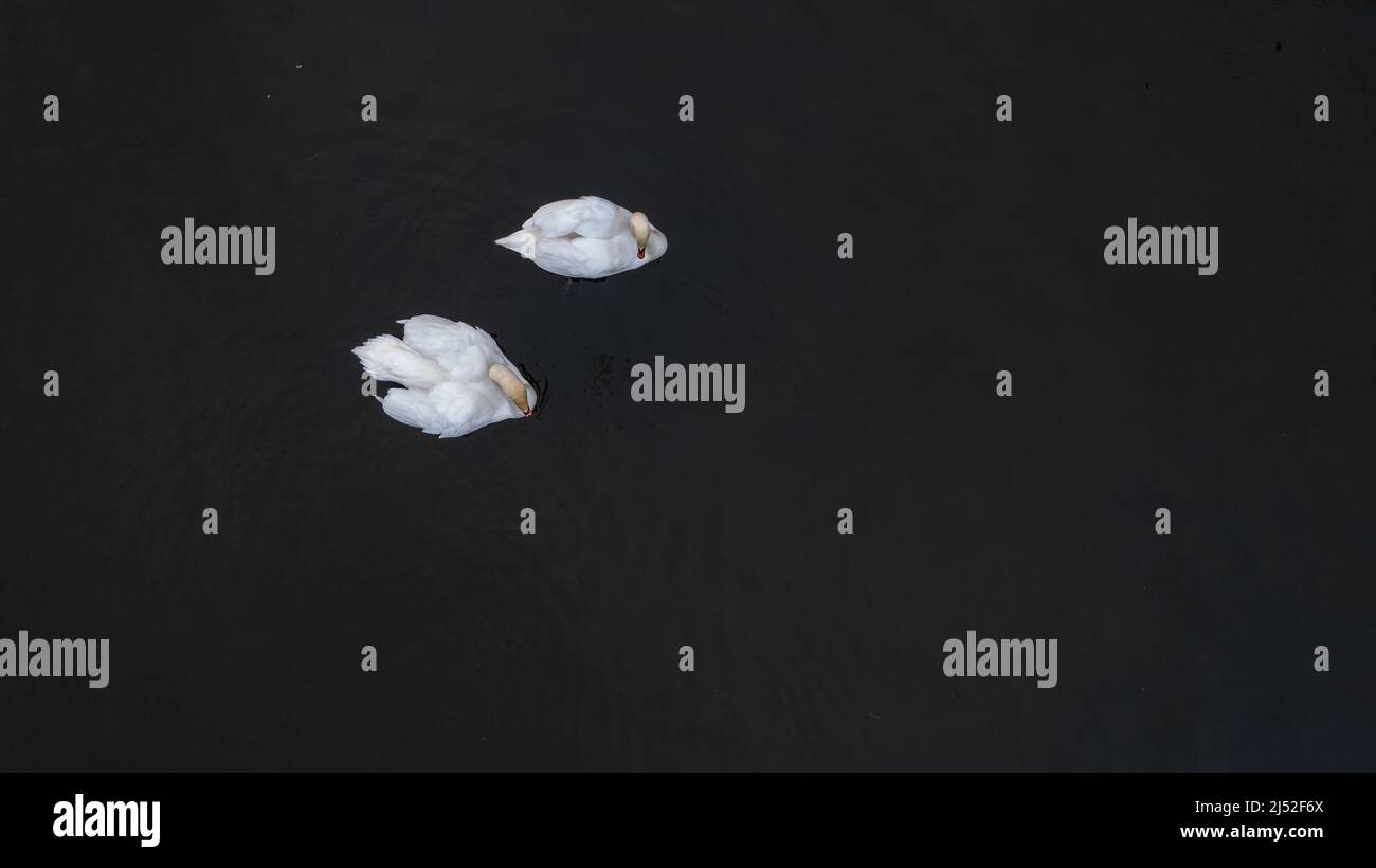 Draufsicht auf zwei weiße Schwäne im Sommerwasser. Schöne weiße Schwäne, die auf dem Wasser schwimmen. Auf der Suche nach Nahrung. Selektiver Fokus. Hochwertige Fotos Stockfoto