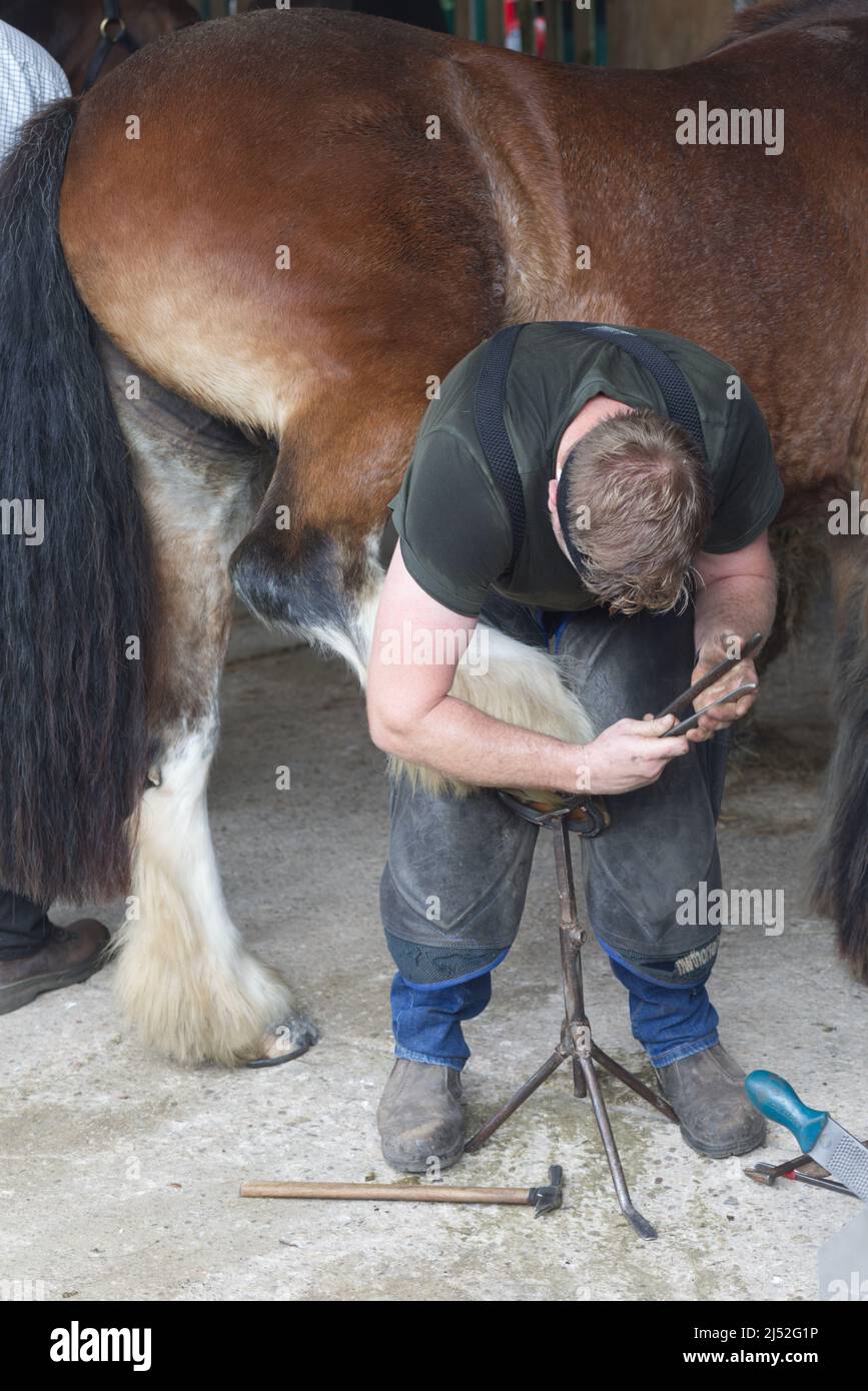 Hufschmied beschlagen eines Pferdes Stockfoto