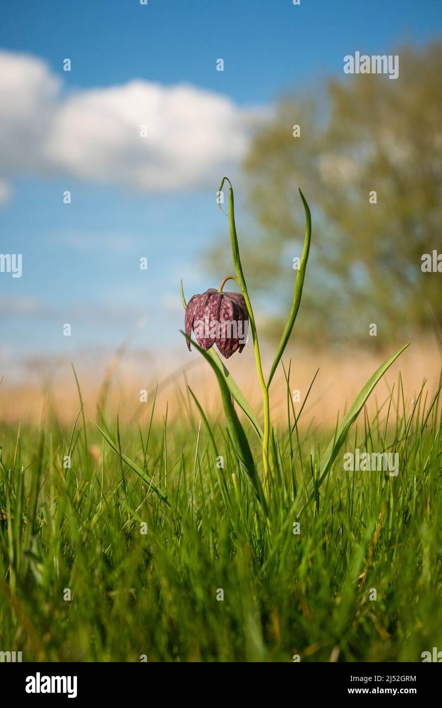 Schlangen Kopf Fritillary, Fritillaria meleagris, frühen Frühling in Oxfordshire Stockfoto