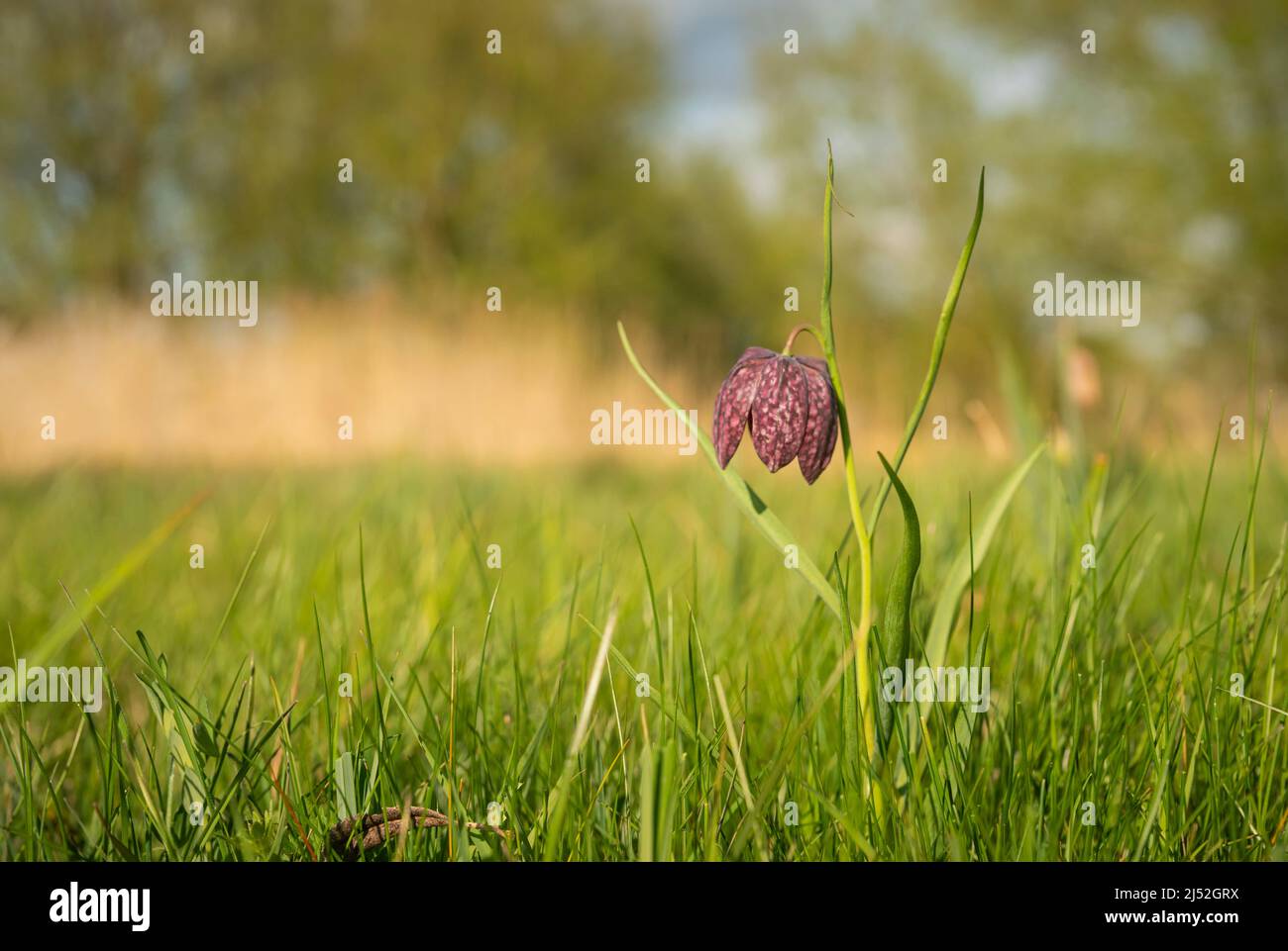 Schlangen Kopf Fritillary, Fritillaria meleagris, frühen Frühling in Oxfordshire Stockfoto