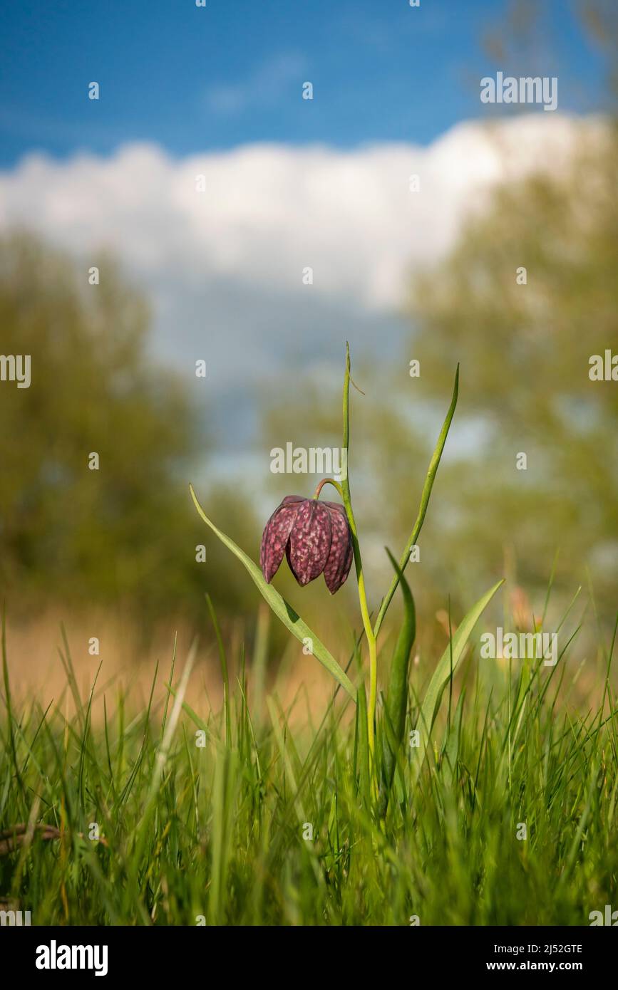 Schlangen Kopf Fritillary, Fritillaria meleagris, frühen Frühling in Oxfordshire Stockfoto