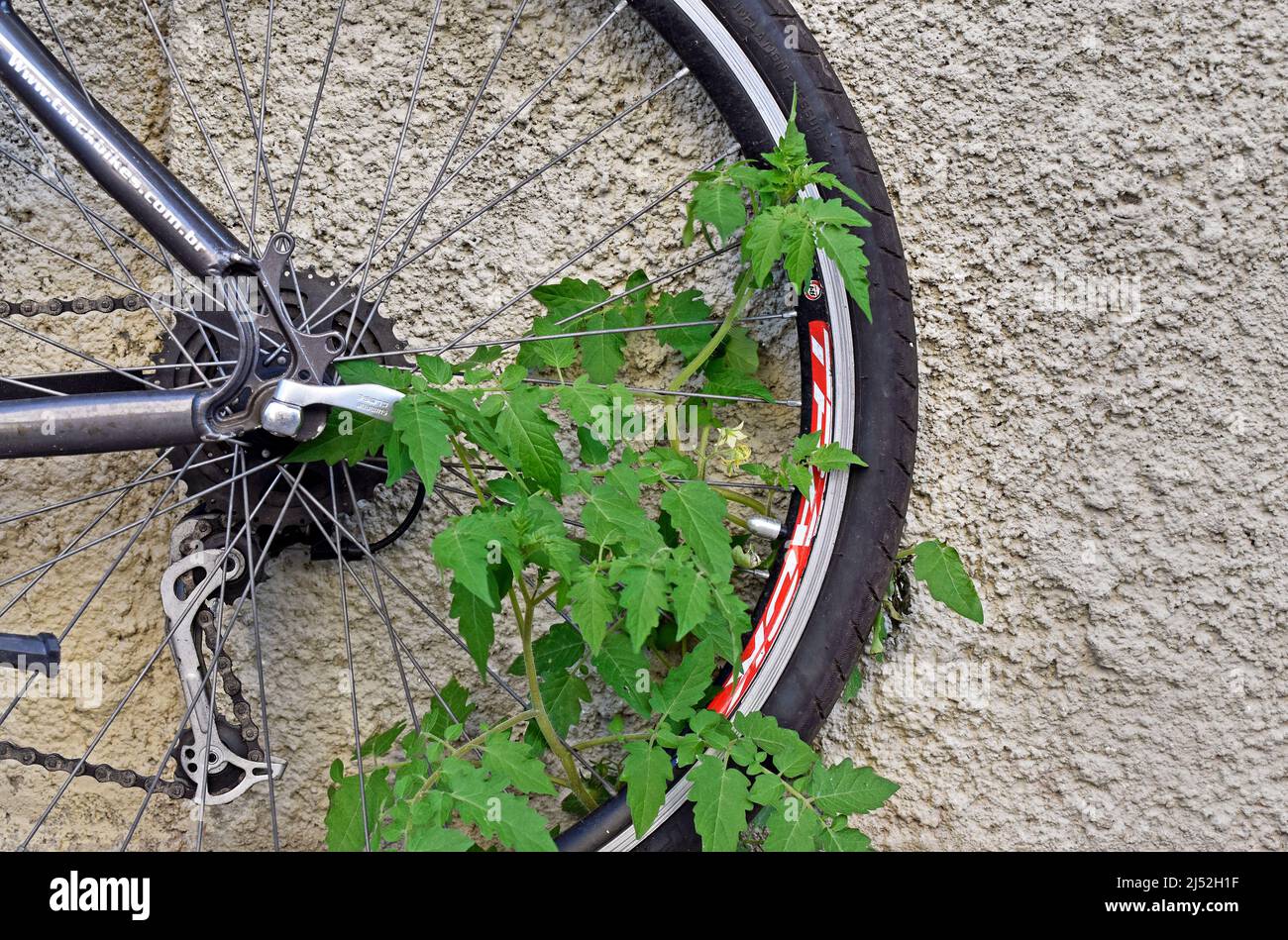 RIO DE JANEIRO, BRASILIEN - 22. OKTOBER 2021: Tomatenpflanze wächst mit Hilfe eines Fahrradrades Stockfoto